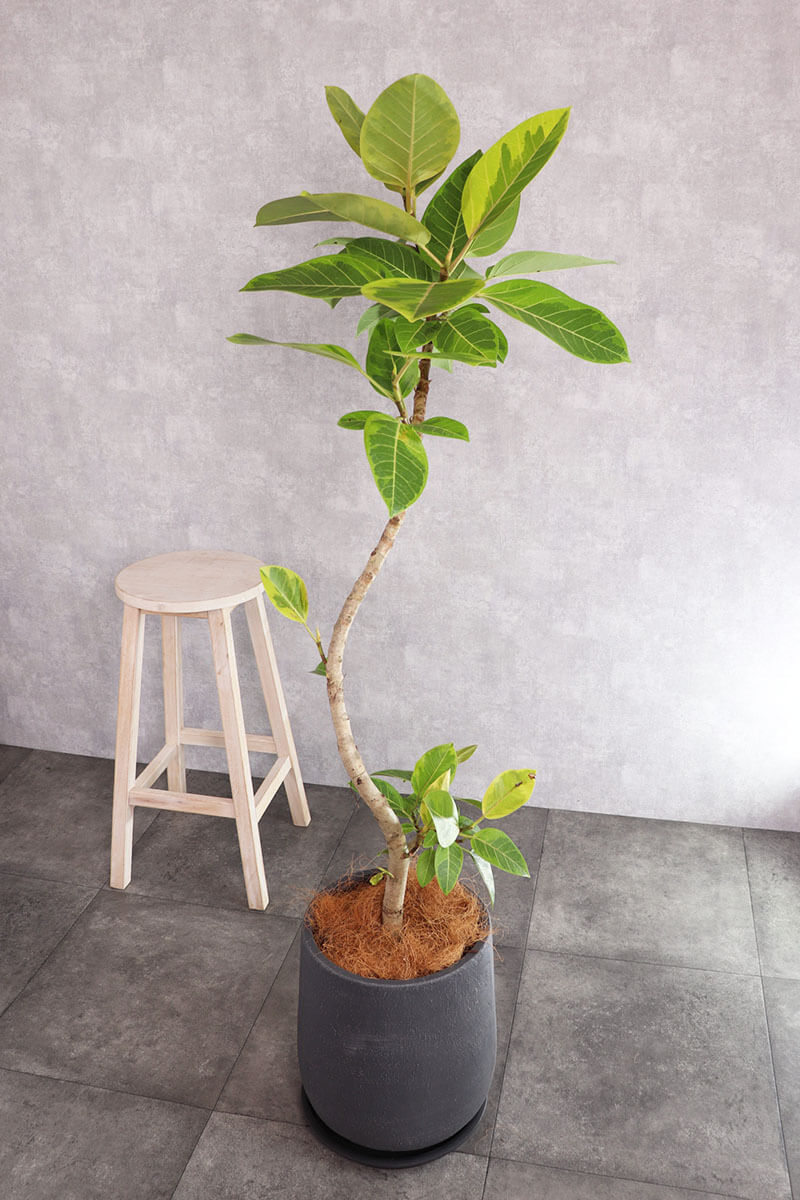 観葉植物 アルテシーマ