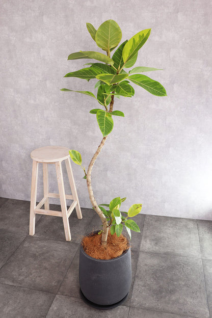 観葉植物 アルテシーマ