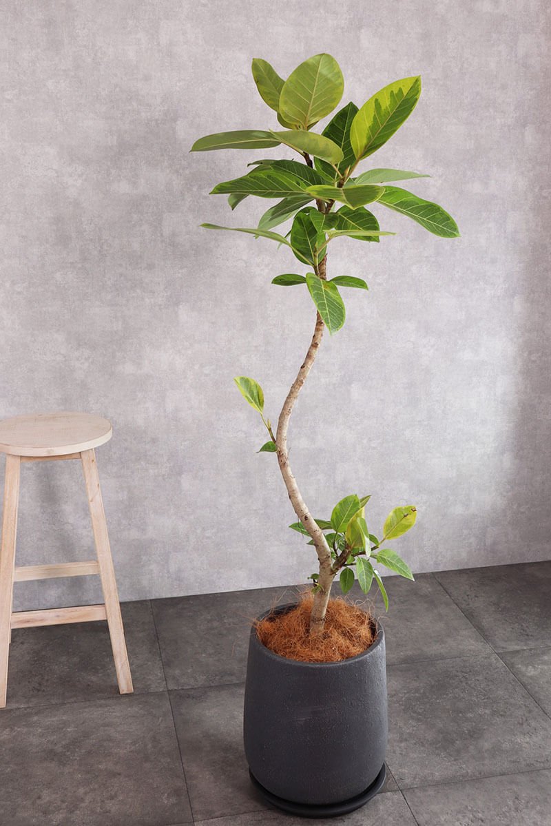 観葉植物 アルテシーマ