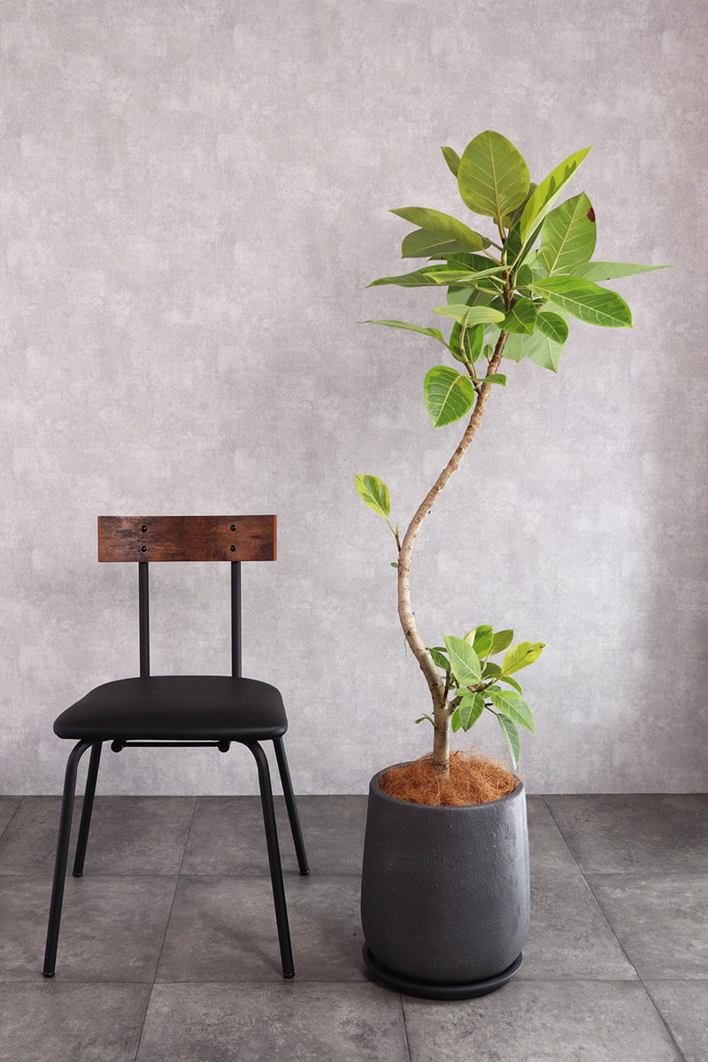 観葉植物 アルテシーマ