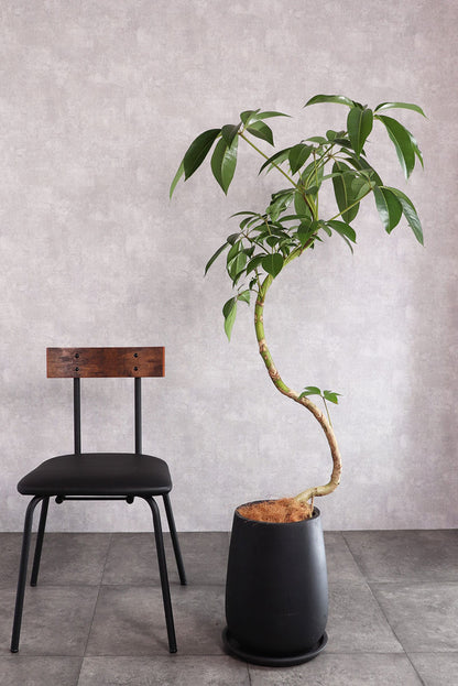 観葉植物 ツピタンサス 大