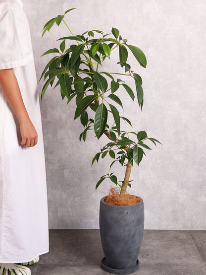 観葉植物 ツピタンサス 中
