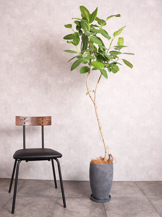 観葉植物 アルテシーマ 中