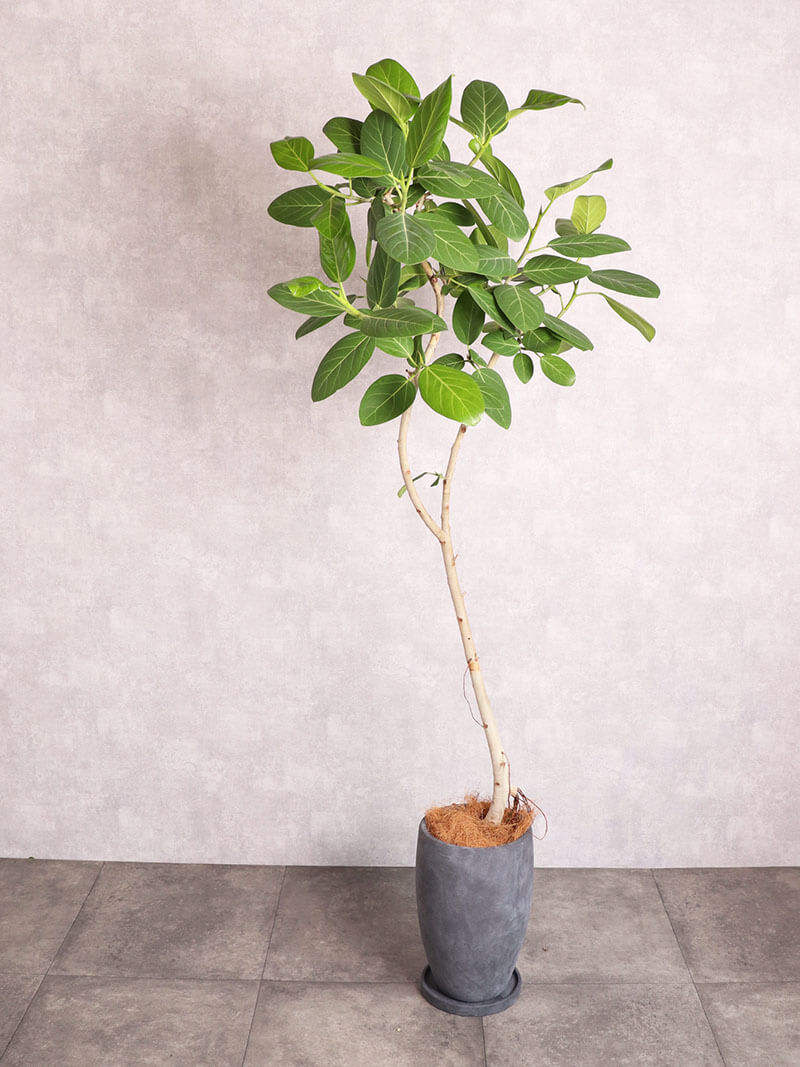 観葉植物 アルテシーマ 中