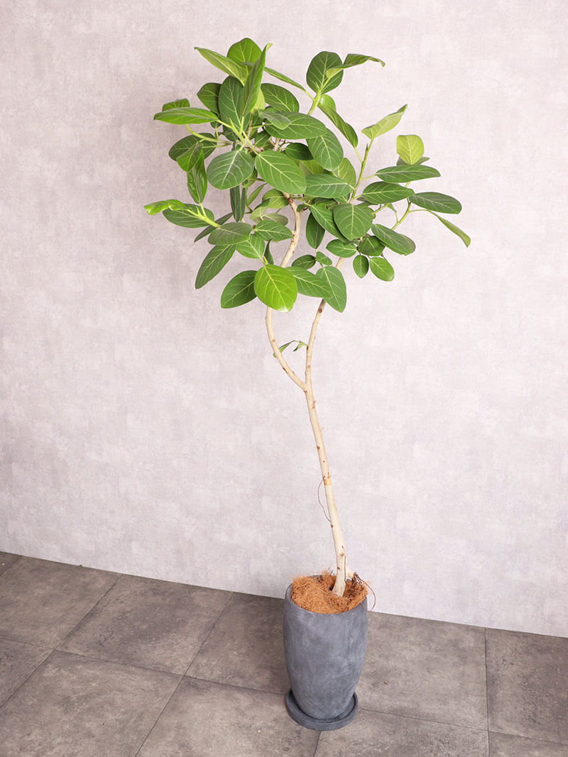 観葉植物 アルテシーマ 中