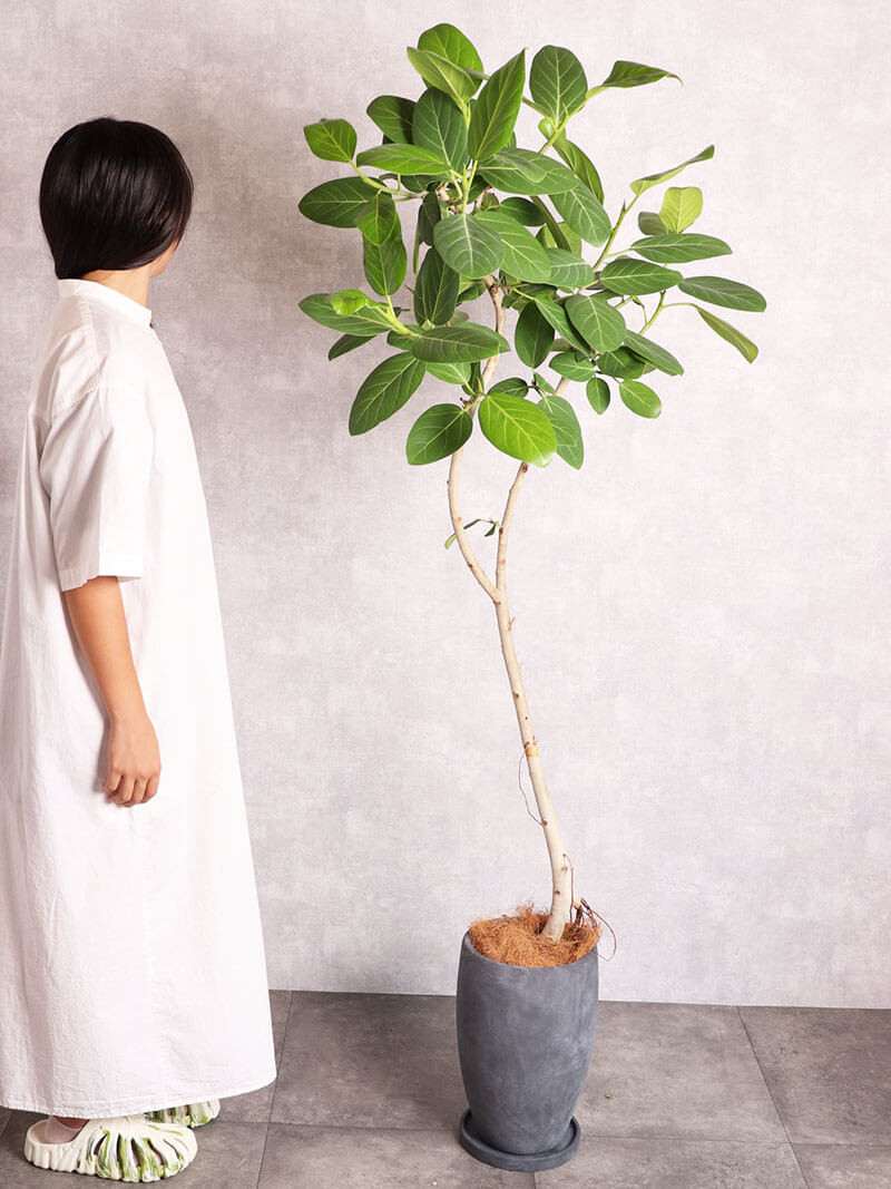 観葉植物 アルテシーマ 中