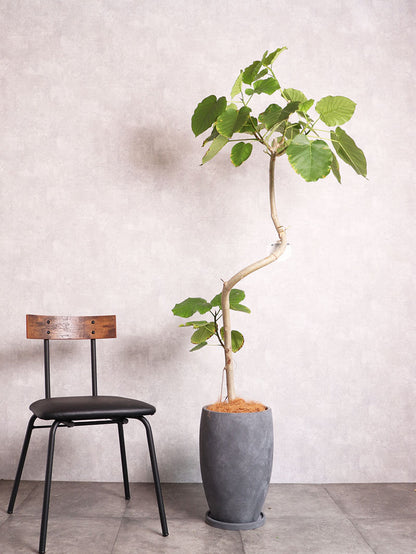 観葉植物 ウンベラータ 曲がり