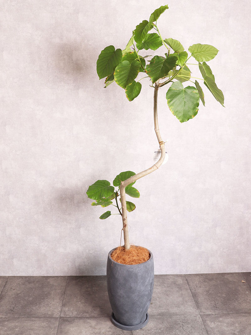 観葉植物 ウンベラータ 曲がり