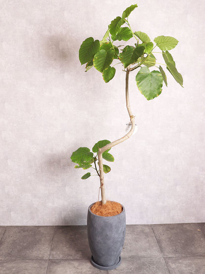 観葉植物 ウンベラータ 曲がり