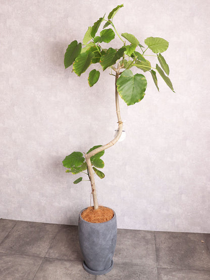 観葉植物 ウンベラータ 曲がり