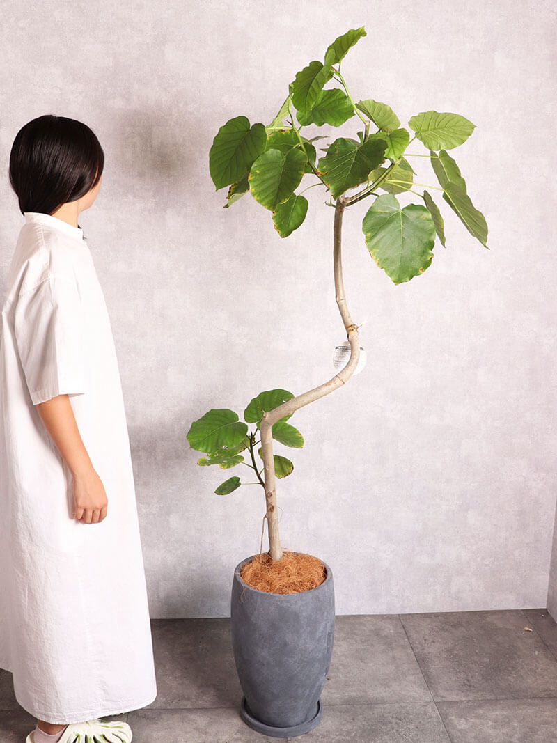 観葉植物 ウンベラータ 曲がり