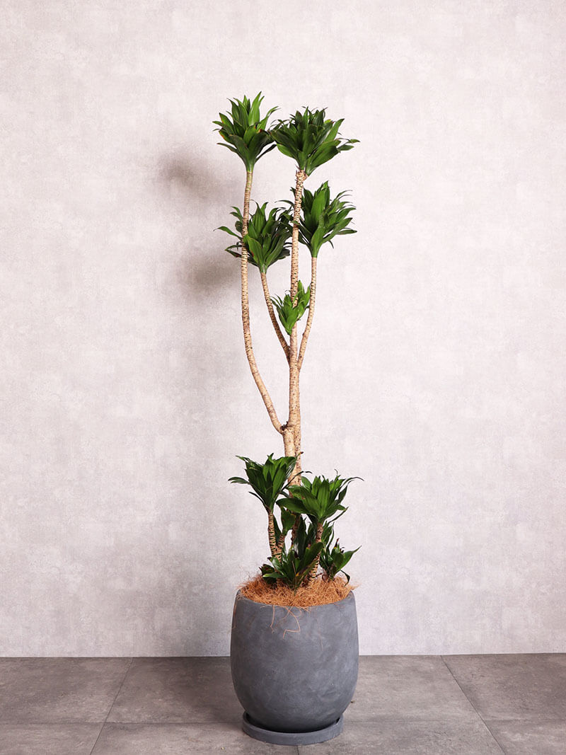 観葉植物 ドラセナコンパクター