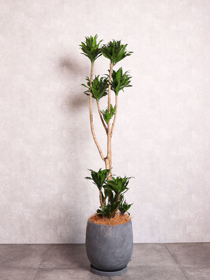 観葉植物 ドラセナコンパクター