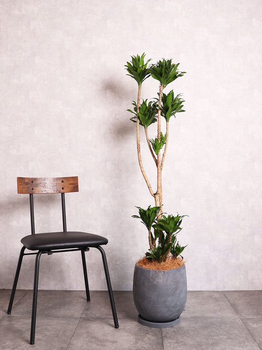 観葉植物 ドラセナコンパクター