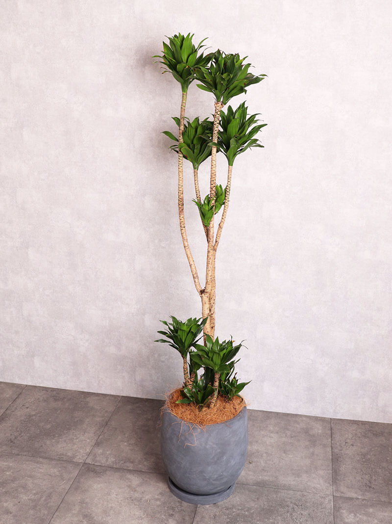 観葉植物 ドラセナコンパクター