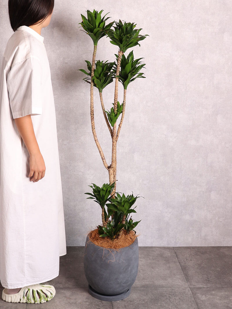 観葉植物 ドラセナコンパクター