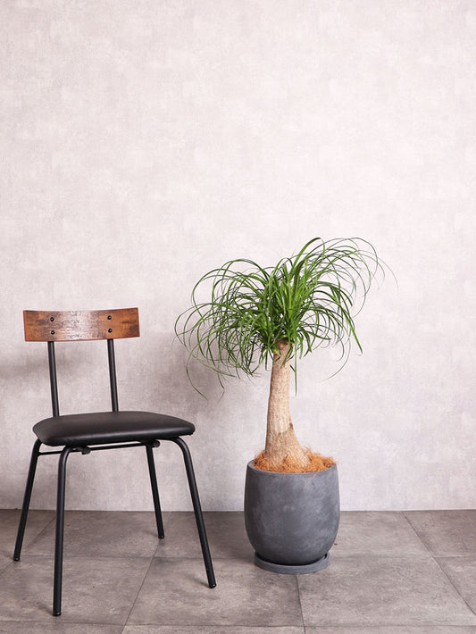 観葉植物 ノリナ