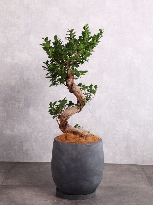 観葉植物 ガジュマル