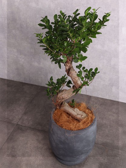 観葉植物 ガジュマル