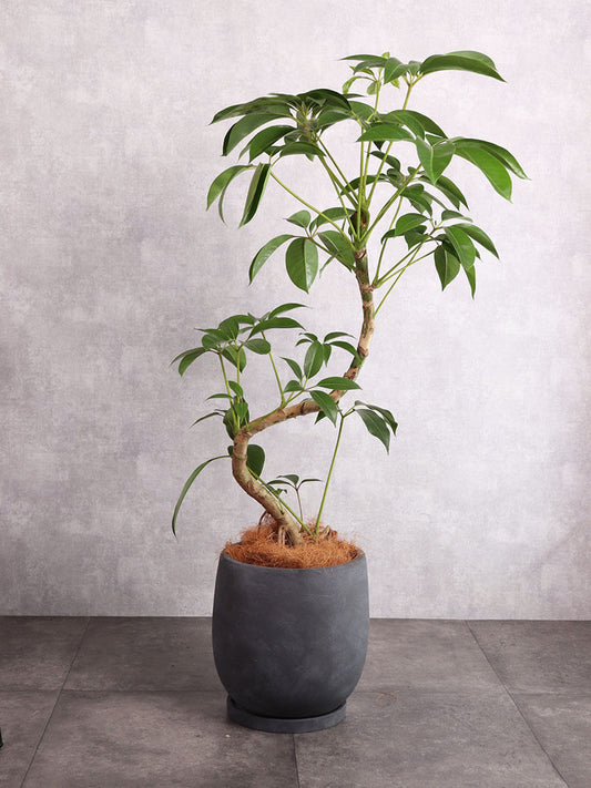 観葉植物 ツピタンサス 中