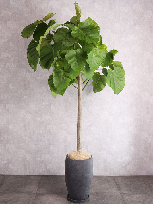 観葉植物 ウンベラータ ストレート朴