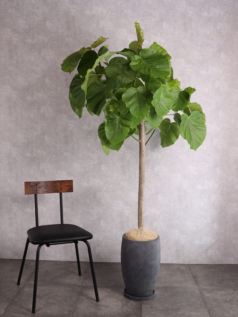 観葉植物 ウンベラータ ストレート朴
