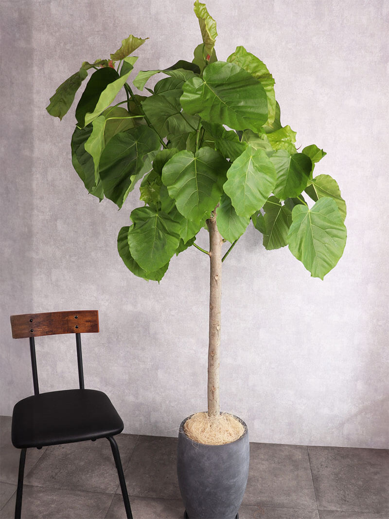 観葉植物 ウンベラータ ストレート朴
