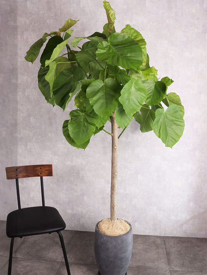 観葉植物 ウンベラータ ストレート朴