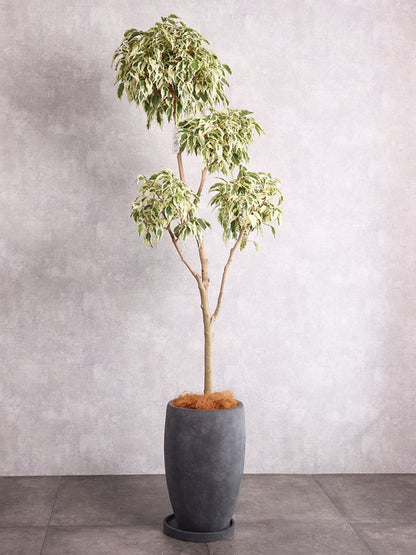 観葉植物 ベンジャミン