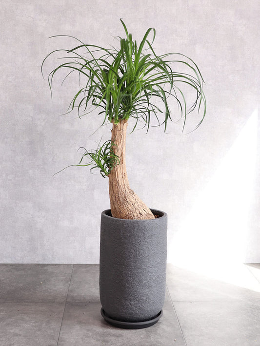 観葉植物 ノリナ