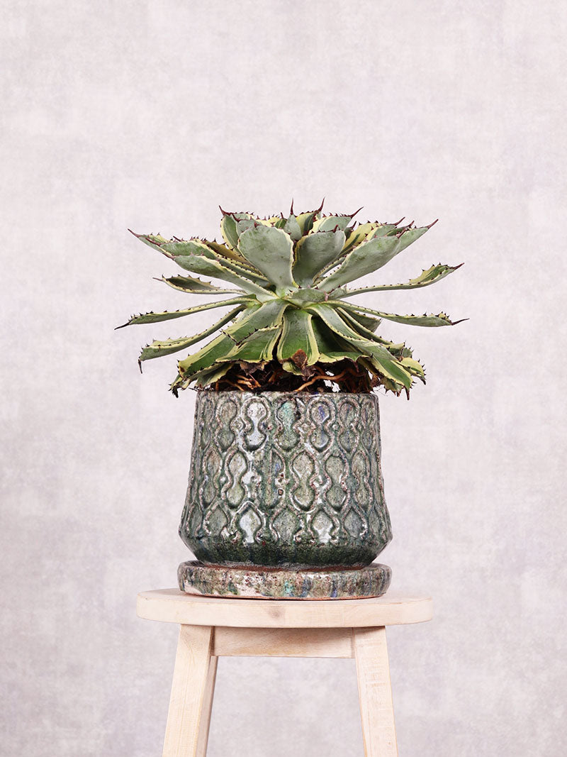 観葉植物　アガベ ポタトルム