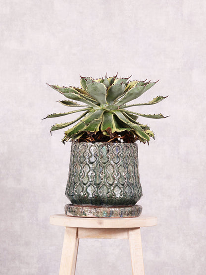 観葉植物　アガベ ポタトルム