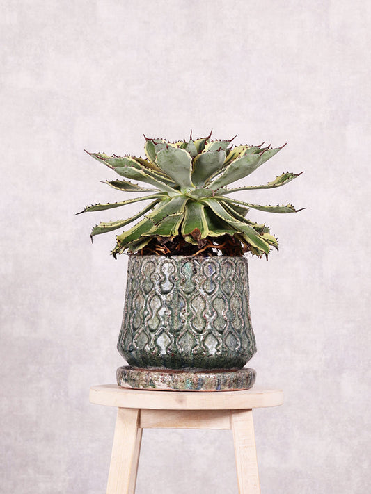 観葉植物　アガベ ポタトルム