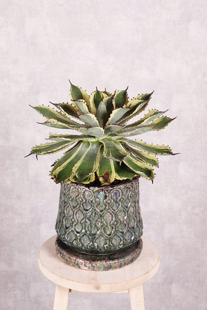 観葉植物　アガベ ポタトルム