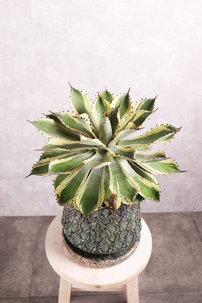 観葉植物　アガベ ポタトルム