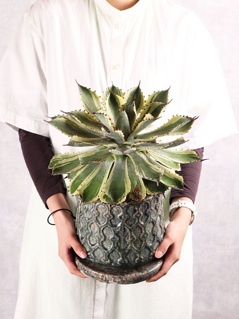 観葉植物　アガベ ポタトルム