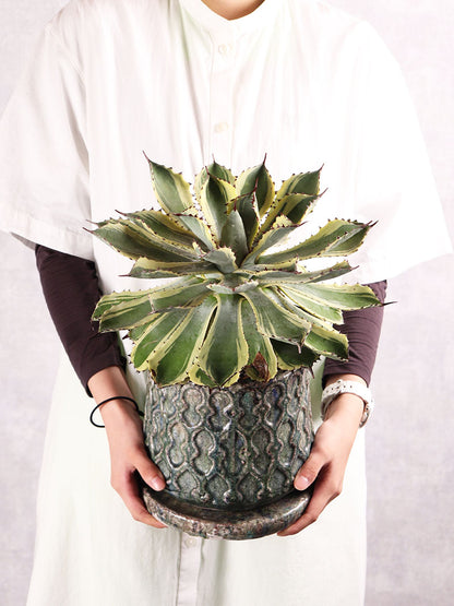 観葉植物　アガベ ポタトルム