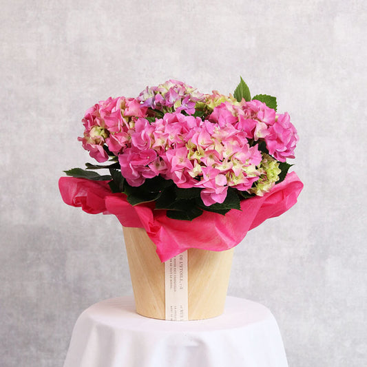 ピンクアジサイ　鉢カバー付き