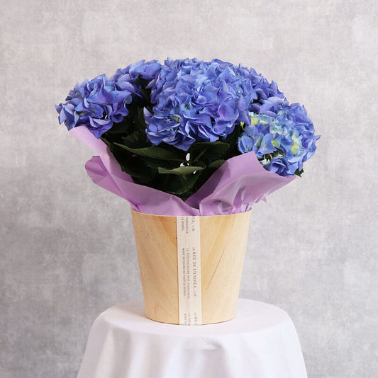 ブルーアジサイ　鉢カバー付き