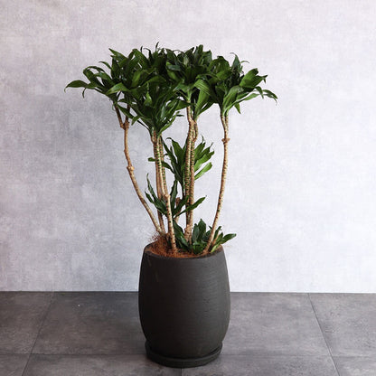 観葉植物 ドラセナコンパクター