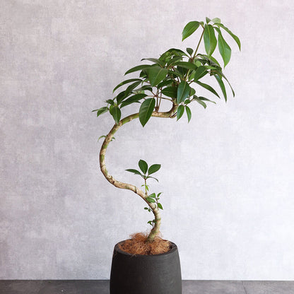 観葉植物 ツピタンサス 中