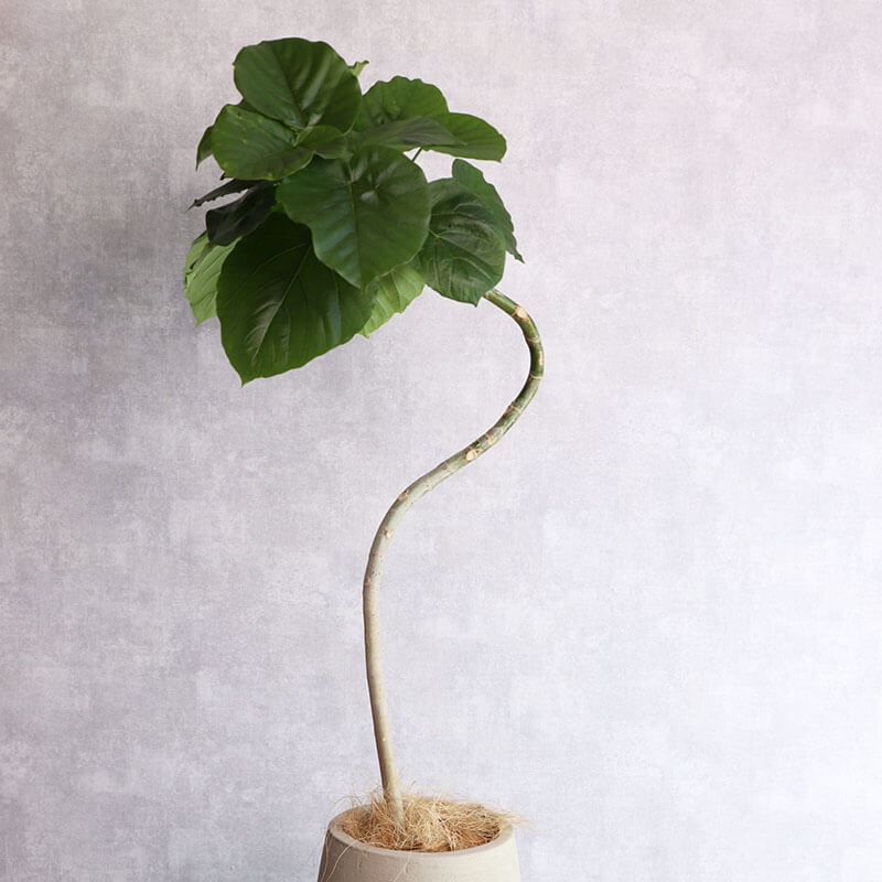 観葉植物 ウンベラータ曲げ