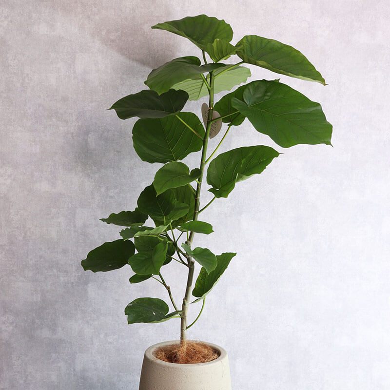 観葉植物 ウンベラータ