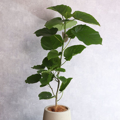 観葉植物 ウンベラータ