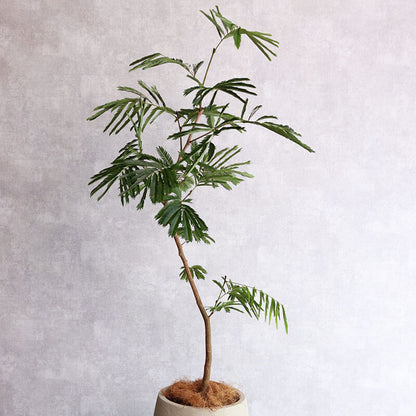 観葉植物　エバーフレッシュ