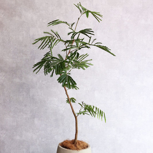 観葉植物　エバーフレッシュ