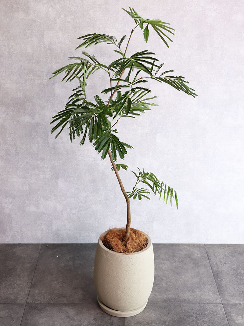 観葉植物　エバーフレッシュ
