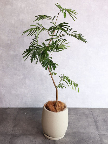 観葉植物　エバーフレッシュ