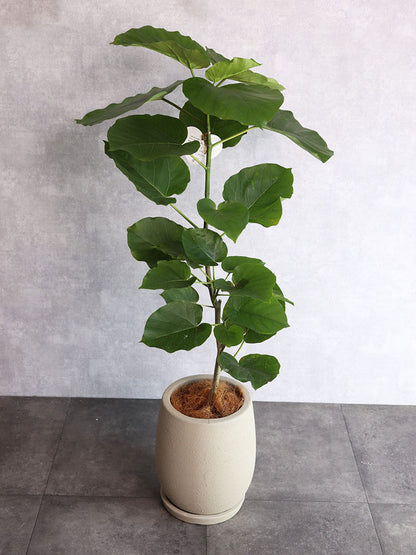 観葉植物 ウンベラータ