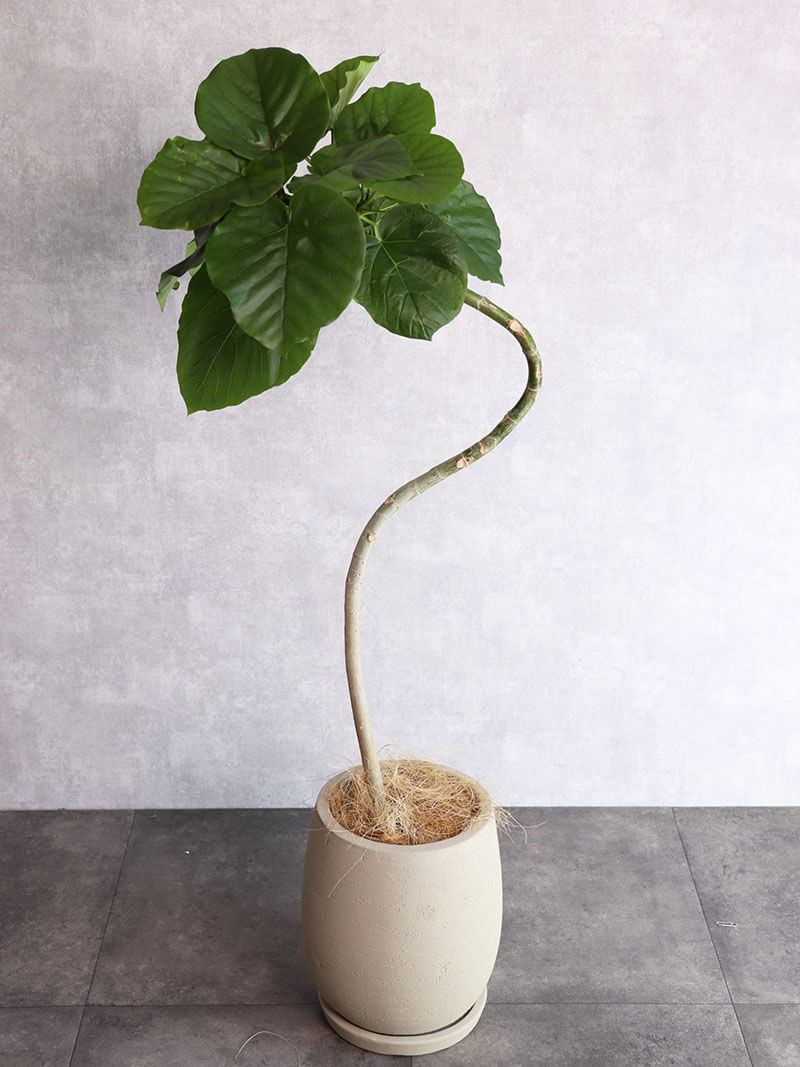 観葉植物 ウンベラータ曲げ – ますかわ花店